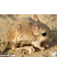 گونه دوپای بلانفورد Blanford’s jerboa